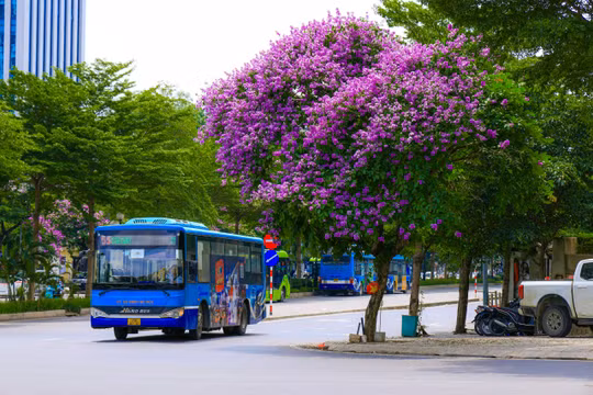 Hoa bằng lăng tím ‘đua nhau’ khoe sắc khắp phố phường Hà Nội 