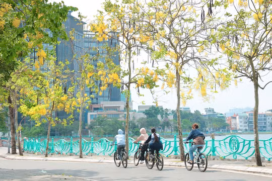 Hoa muồng Hoàng Yến ‘đua nhau’ khoe sắc vàng rực rỡ giữa trời Thủ đô