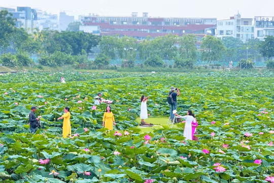 Mùa sen Tây Hồ hút khách giữa lòng Thủ đô