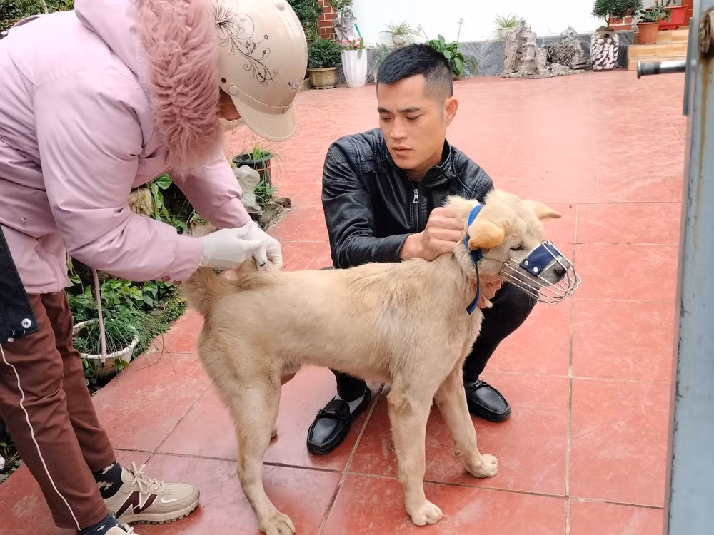 quang ninh xa duc yen dam ha tren 85 cho meo duoc tiem phong sau vu mot con cho bi benh dai can 14 nguoi hinh 1