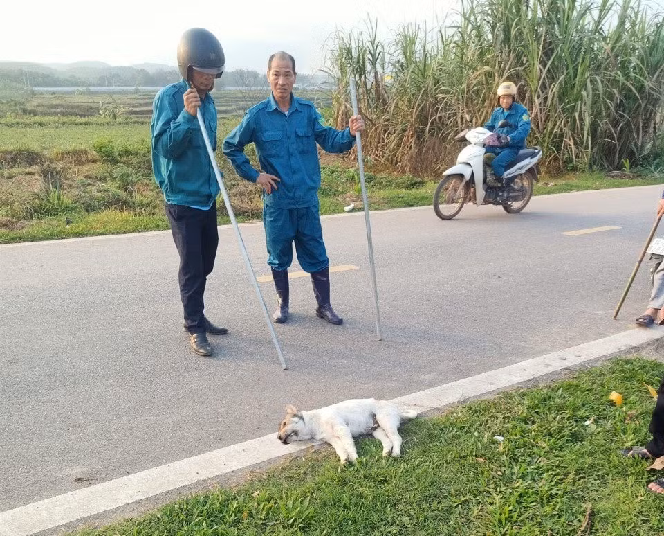 quang ninh xa duc yen dam ha tren 85 cho meo duoc tiem phong sau vu mot con cho bi benh dai can 14 nguoi hinh 3