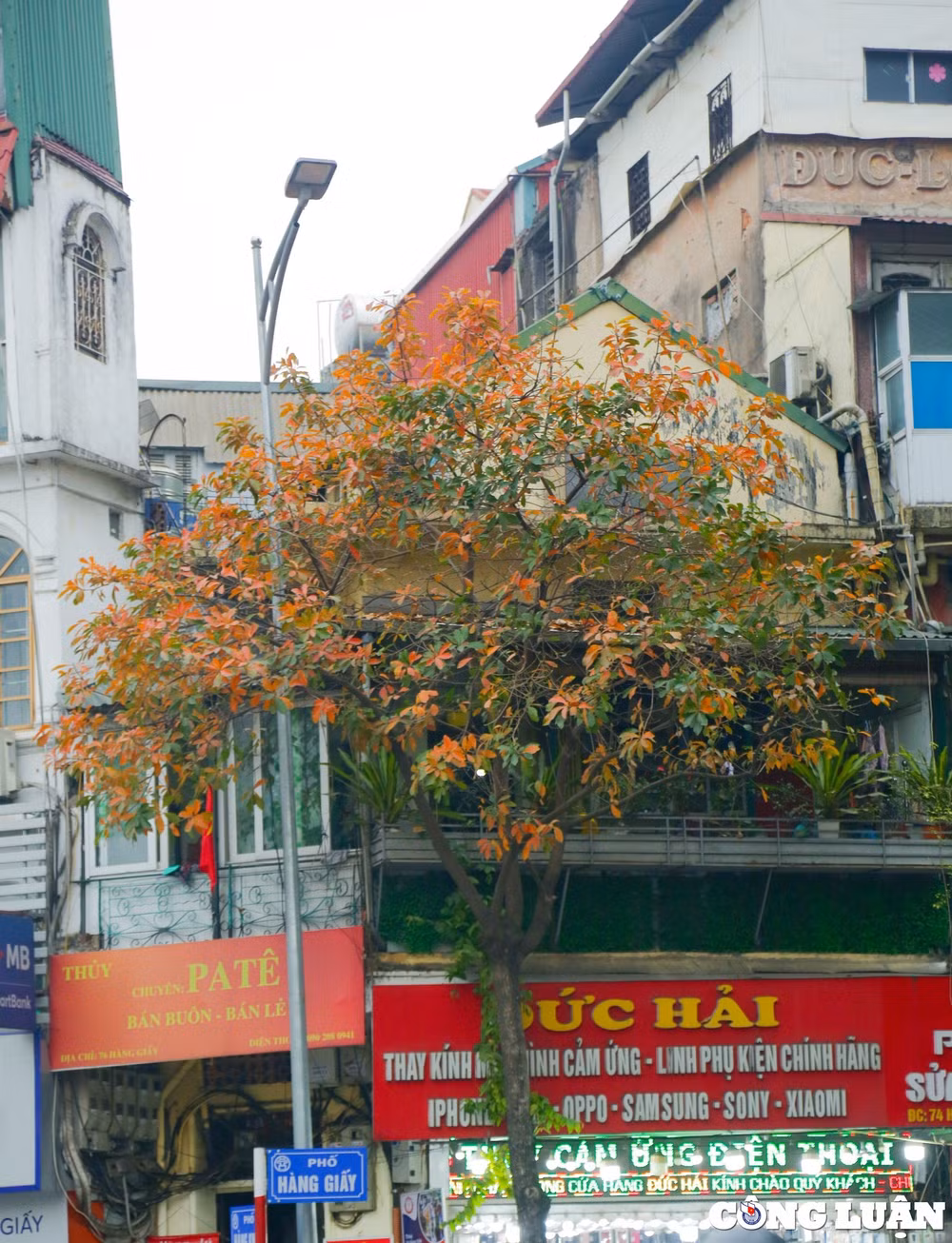 thu do ha noi dep ngo ngang trong mua la rung hinh 12