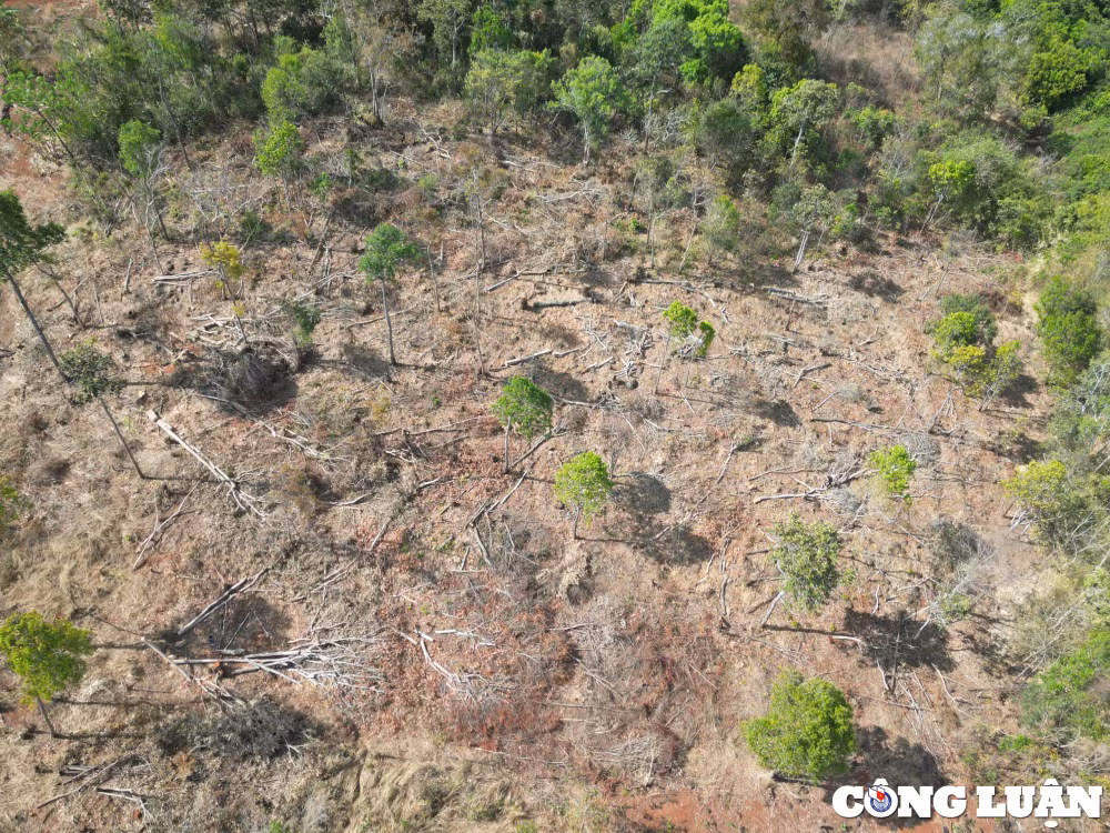 gia lai tung vat rung tu nhien tiep tuc bi pha trang o mang yang hinh 1