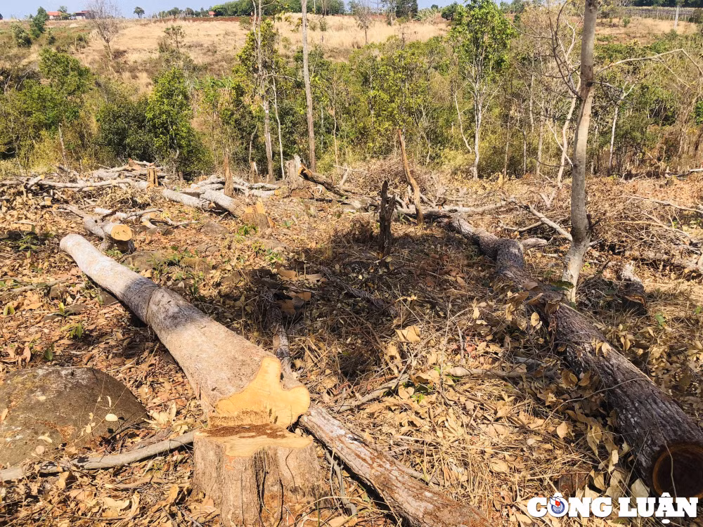 gia lai tung vat rung tu nhien tiep tuc bi pha trang o mang yang hinh 4