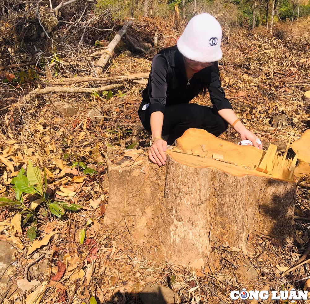 gia lai tung vat rung tu nhien tiep tuc bi pha trang o mang yang hinh 5