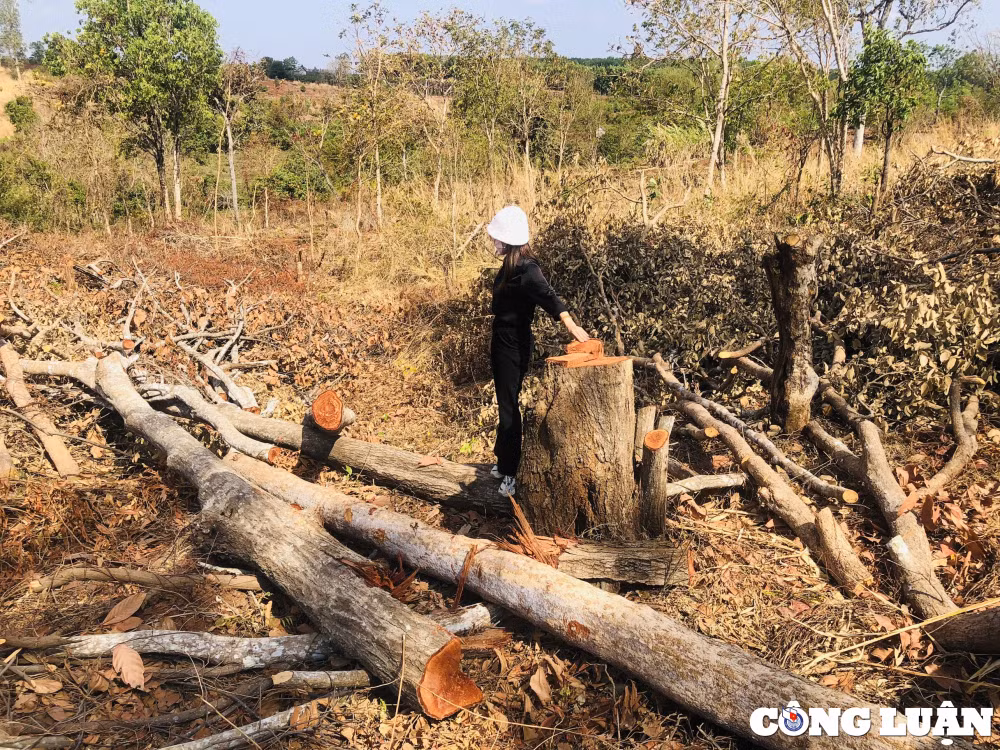 gia lai tung vat rung tu nhien tiep tuc bi pha trang o mang yang hinh 11