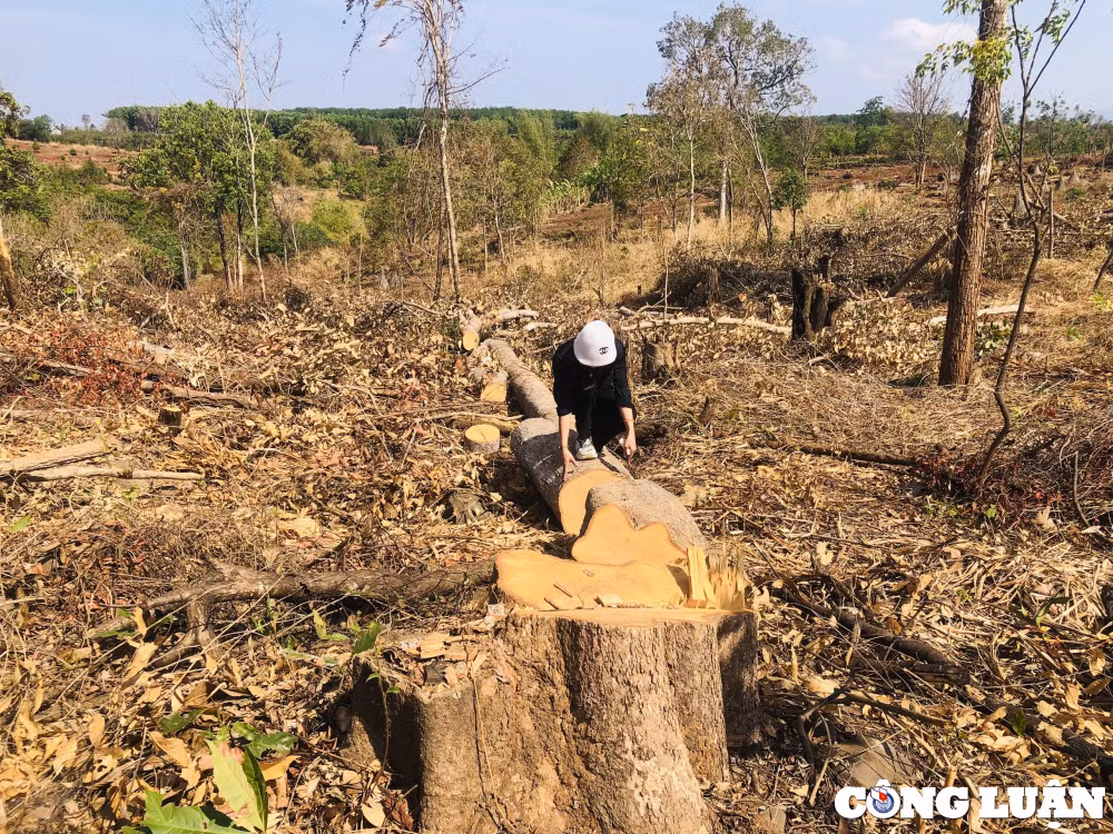 gia lai tung vat rung tu nhien tiep tuc bi pha trang o mang yang hinh 2