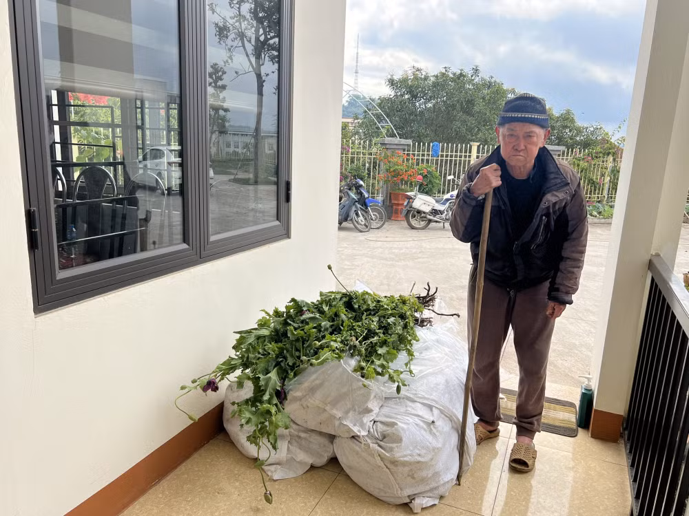phat hien nhieu cay thuoc phien trong trong vuon nha cua nguoi dan ong hon 80 tuoi o sa pa hinh 1
