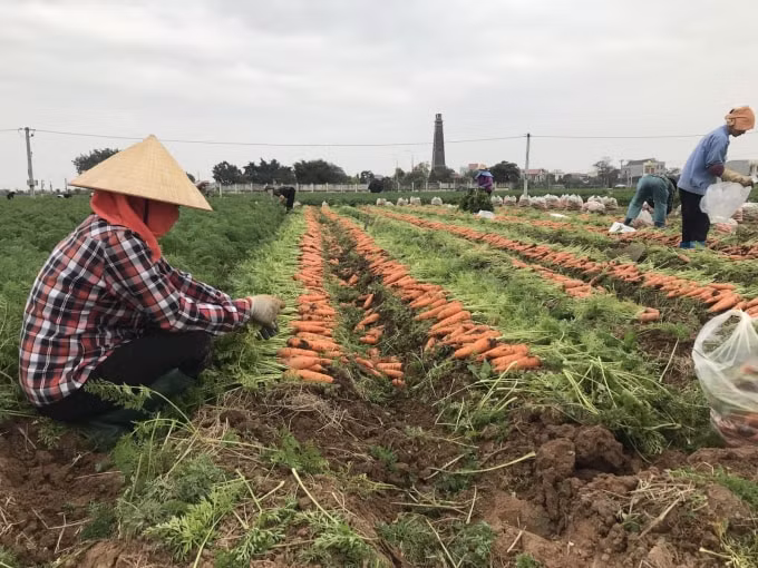 Thu hoạch sản phẩm tại vùng sản xuất chuyên canh Cà rốt huyện Cẩm Giàng, Hải Dương. (ảnh st)