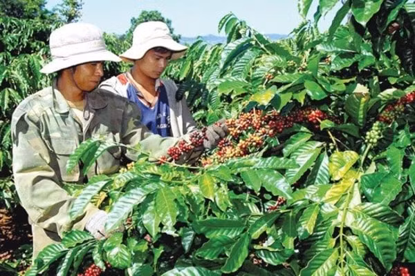 Nông dân Việt Nam đã bán hơn 50% sản lượng cà phê vụ mới, hiện chỉ còn tồn khoảng 750.000 tấn