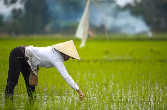 Mọi người đều tranh thủ cấy lúa nhanh nhất có thể tránh trưa chiều thời tiết nắng nóng.