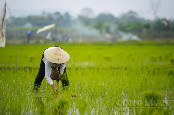 Không khí lao động phấn khởi ngày đầu xuân của bà con nông dân.