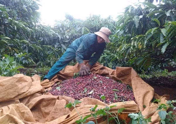 Việt Nam hiện là nước xuất khẩu cà phê lớn thứ hai thế giới, sản lượng xuất khẩu khoảng 1,6 triệu tấn một năm