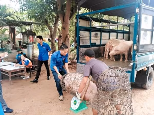 Thị trường heo hơi đang trong xu hướng ổn định sau Tết Tân Sửu