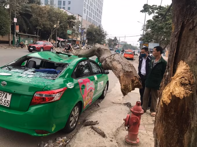 Nam tài xế cùng hành khách vừa mở cửa xuống khỏi xe thì bất ngờ một cành cây ngô đồng lớn bên cạnh gãy xuống đè bẹp dúm nóc xe. Vụ tai nạn khiến nam tài xế cùng hành khách được phen hú vía.
