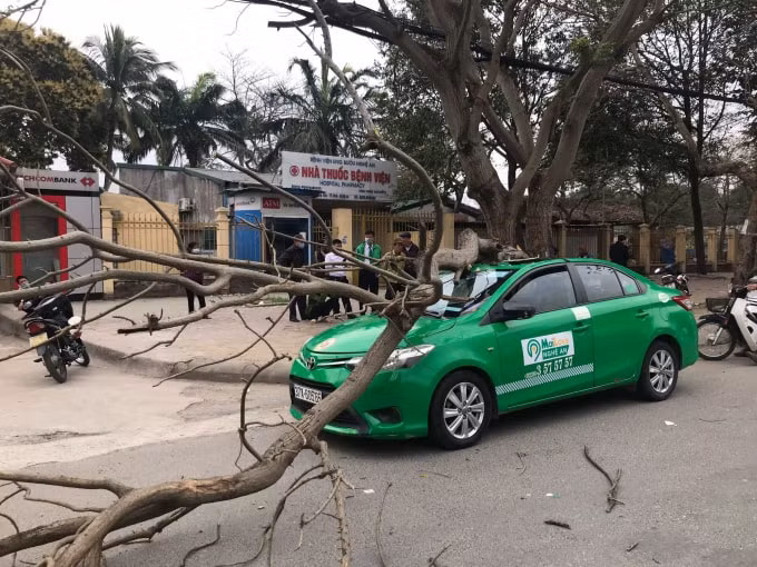 Phát hiện vụ tai nạn hy hữu, rất đông người đi đường đã đứng lại xem. Nhiều người tỏ ra lo ngại vì cây ngô đồng nơi xảy ra sự việc đã có dấu hiệu bị mục nát và có thể gãy đổ bất cứ lúc nào.
