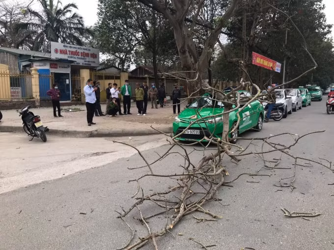 Qua quan sát cho thấy, cành cây ngô đồng gãy là cành cây khô. Thời điểm xảy ra sự việc không có gió to. Trên thân cây ngô đồng này cũng xuất hiện việc sâu mục và nhiều vết nứt nẻ.