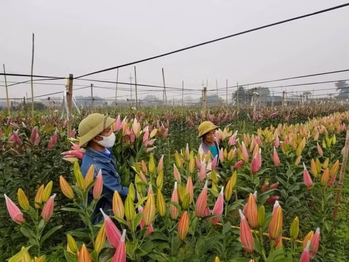 Ruộng hoa Ly ở làng hoa Tây Tựu trong những ngày cận Tết Tân Sửu. Ảnh: HN.