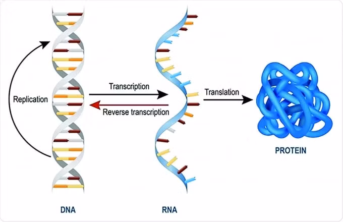 Cơ chế tác động của vắc-xin Covid-19 công nghệ mRNA.