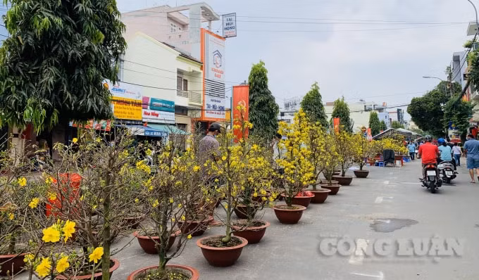 Năm nay, người dân TPHCM đã bỏ tâm lý chờ đến chiều 30 tháng Chạp mới đi mua hoa cho rẻ.