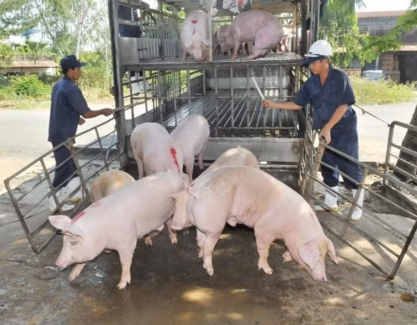 Thương lái hiện đang thu mua heo hơi ở mức giá phổ biến từ 80.000 - 84.000 đồng/kg