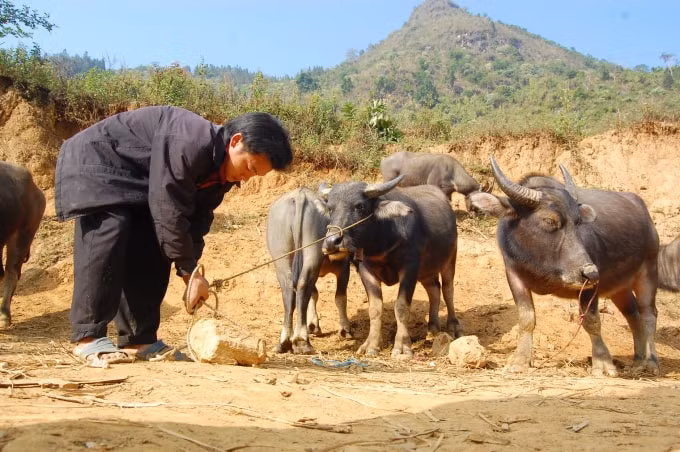 Không ít gia đình nông dân người dân tộc Mông ở gần khu chợ Cán Cấu có thêm nghề nuôi vỗ béo trâu gầy, nghé non cung cấp cho chợ thu hàng trăm triệu đồng mỗi năm.