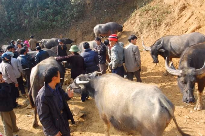 Nhiều khách mua trâu ở các tỉnh miền xuôi lên chợ Cán Cấu tìm mua trâu sinh sản, trâu thịt.