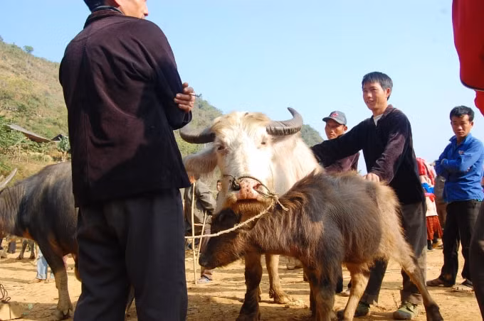 Chọn mua trâu theo kinh nghiệm dân gian.