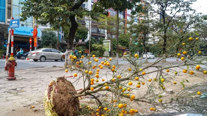Không chỉ đào bị bỏ lại trên vỉa hè, các cây quất cũng chung số phận.