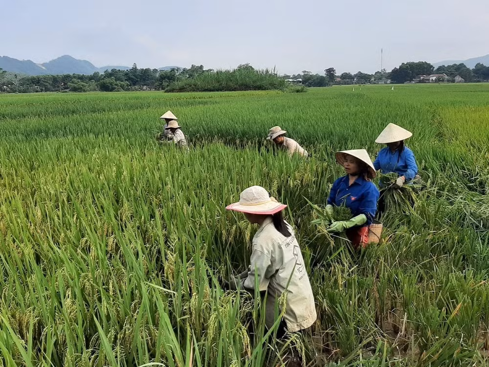 thanh-hoa.1.jpeg
