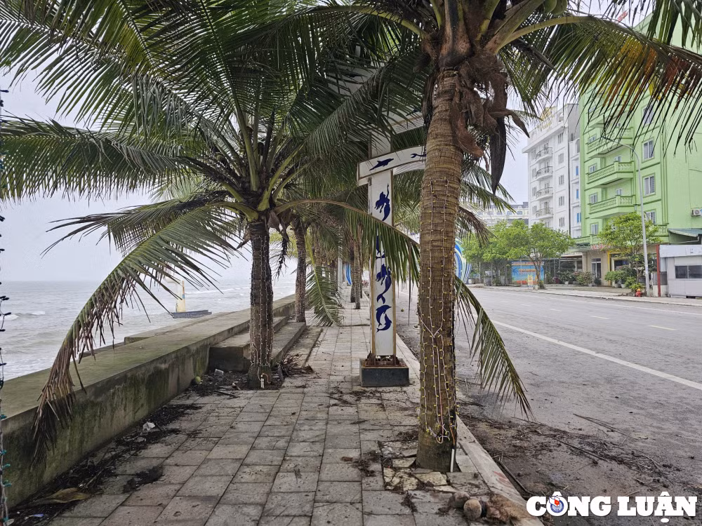 canh quan nhech nhac tru gach dat chan loi di tai bien hai tien thanh hoa hinh 6