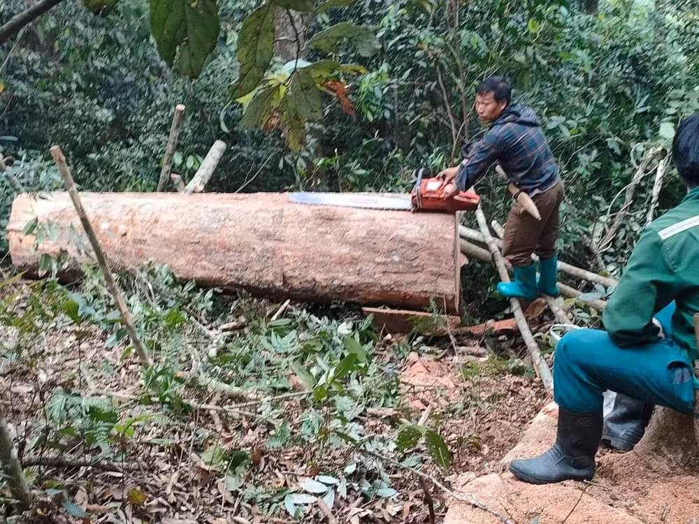 thanh hoa bat qua tang 5 doi tuong khai thac go rung trai phep hinh 2