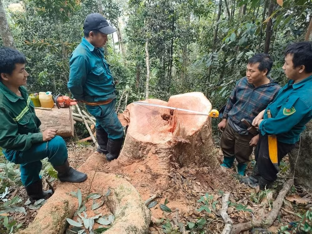 thanh hoa bat qua tang 5 doi tuong khai thac go rung trai phep hinh 1