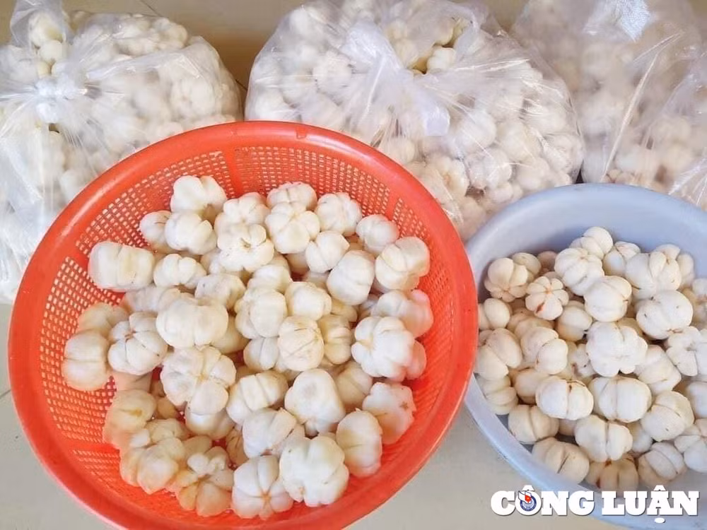 mang cut xanh dau mua gia cao ky luc loai got san len toi 900000 dong kg hinh 1
