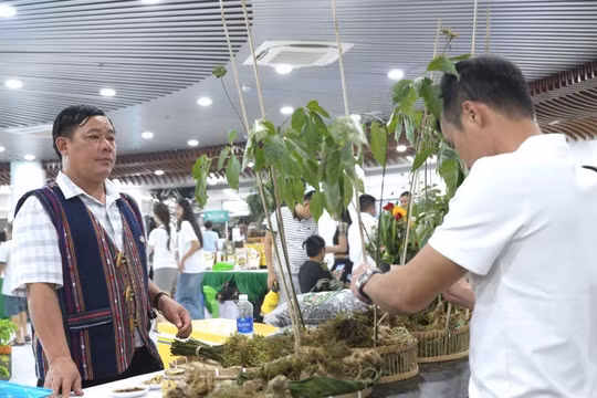 Đà Nẵng tổ chức chuỗi hoạt động tôn vinh giá trị sâm Ngọc Linh