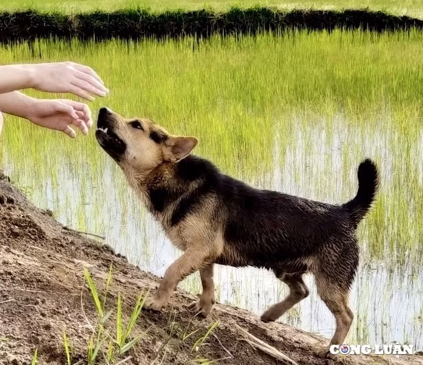 gia lai bi cho dai can 1 nguoi tu vong 11 nguoi bi phoi nhiem do tiep xuc gan hinh 1