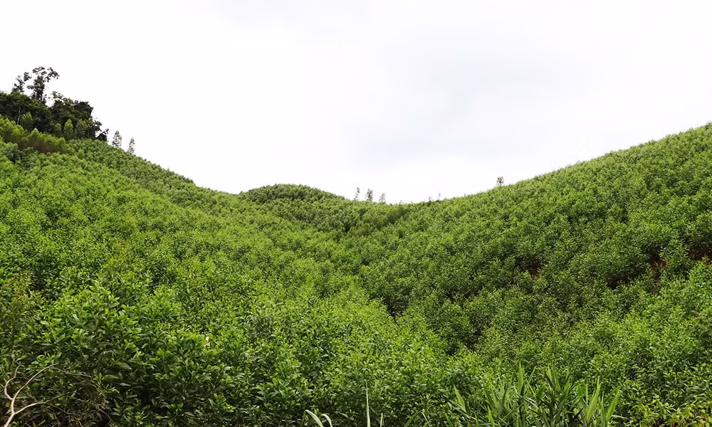 bắc ninh