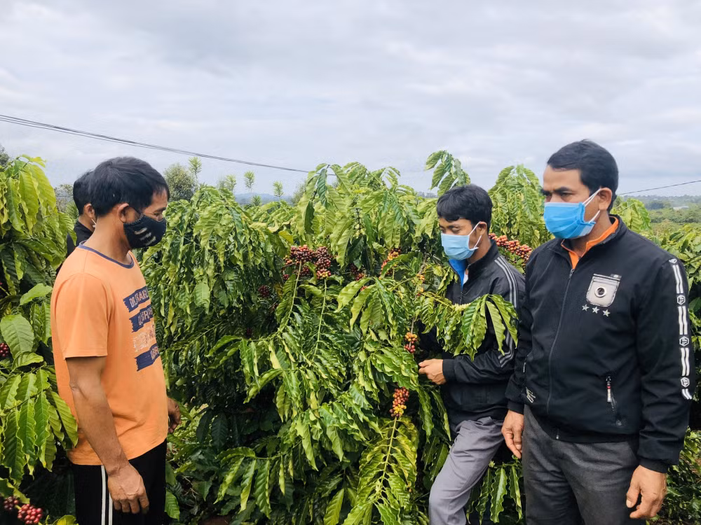 lang dan toc ba na bat tay nhau trong ca phe sach ban voi gia 10700 dong kg hinh 2