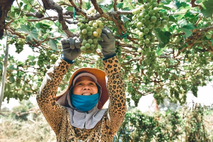 Nho là đặc sản độc đáo, khiến du khách không thể quên khi tới Ninh Thuận.
