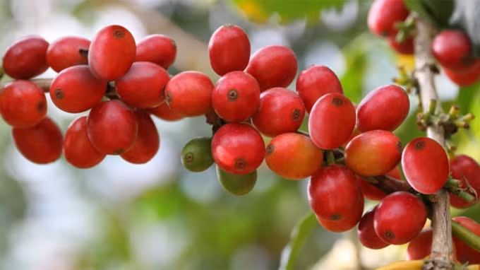 Giá cà phê hôm nay 8/10: Tiếp tục giảm nhẹ. Ảnh minh họa