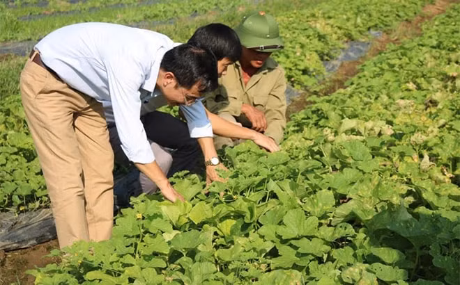 Nông dân TP. Yên Bái trồng rau an toàn cho thu nhập ổn định khoảng 150 triệu đồng ha.