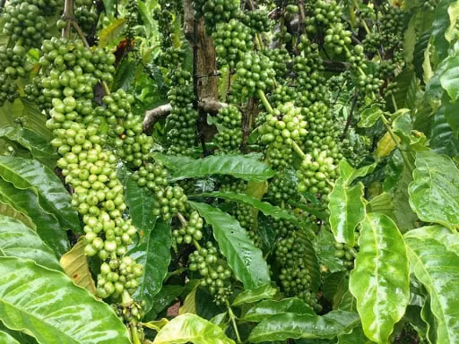 Giá cà phê trong nước tăng nhẹ. Ảnh: TL.
