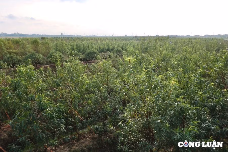 thai binh vuon dao minh tan vao mua tuot la hinh 1