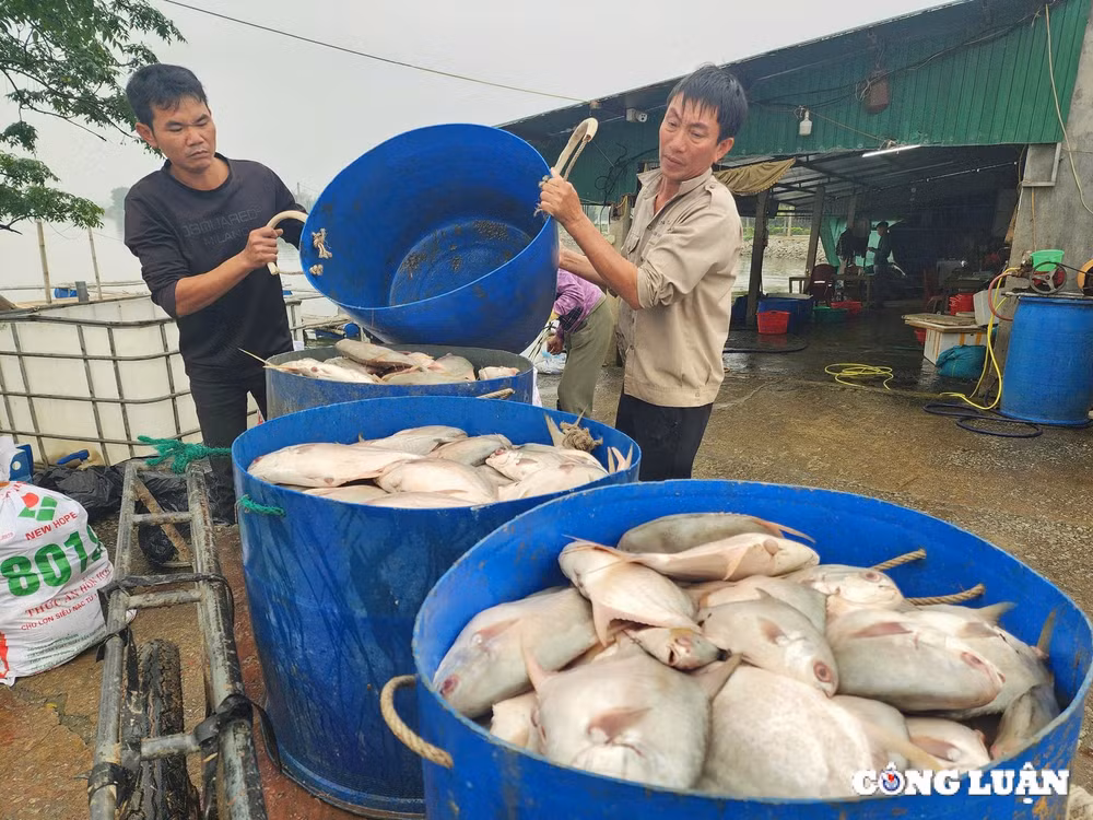 hang tan ca chim chet noi trang ho o ha tinh hinh 1