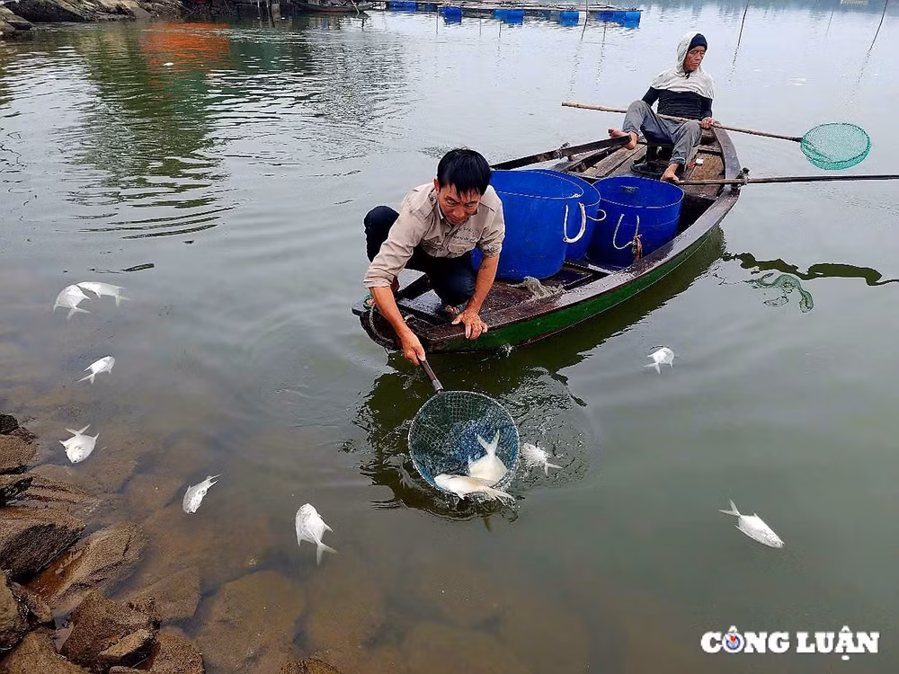 hang tan ca chim chet noi trang ho o ha tinh hinh 6