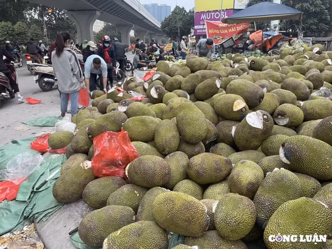 nong san cho giai cuu nam la liet tren via he ha noi cua dau con xot hinh 2