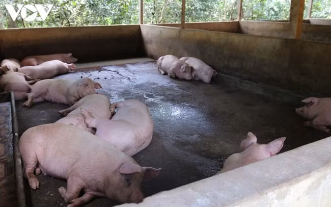 ca nam nuoi lon vat va nong dan nho le chi co hoa von hinh 2