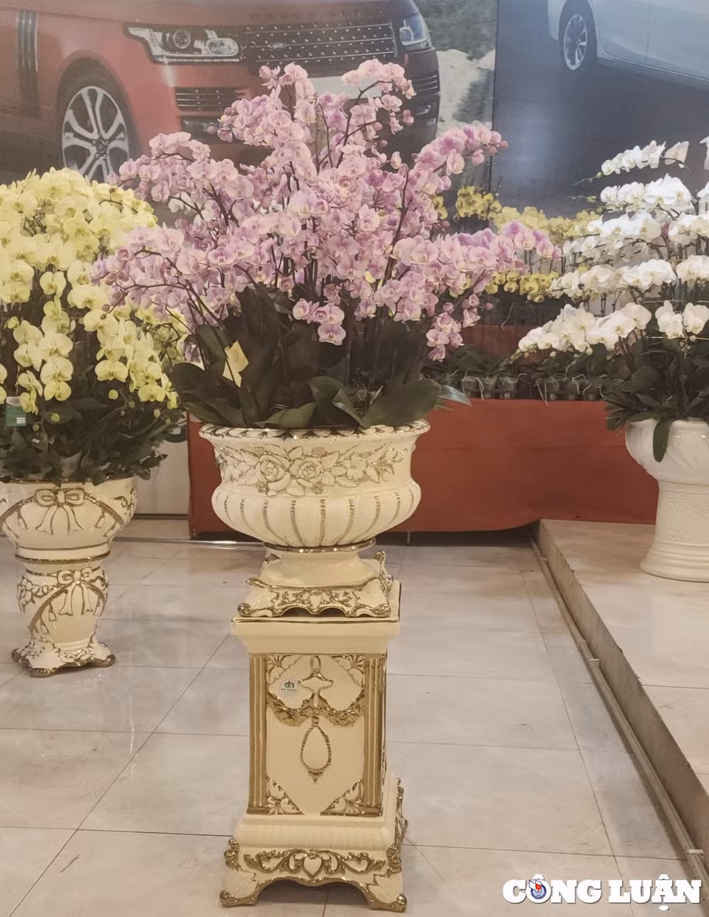 soi dong thi truong hoa lan ho diep nhung ngay giap tet hinh 4