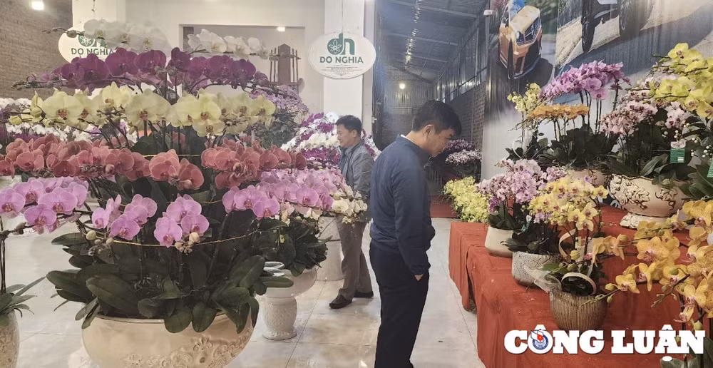 soi dong thi truong hoa lan ho diep nhung ngay giap tet hinh 1
