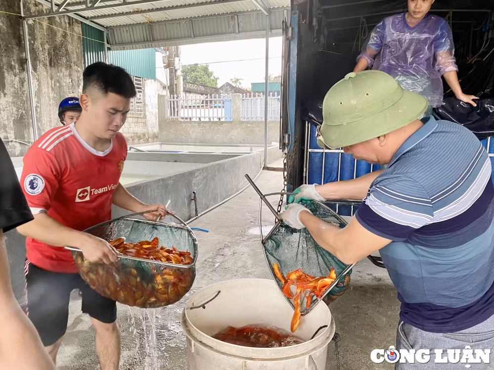 thu phu nuoi ca ong cong ong tao lon nhat xu thanh hoi ha vao vu hinh 1